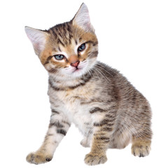 Obraz premium Angry shorthair brindled kitten