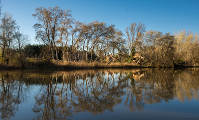 Trees near de river. Nature landscape.