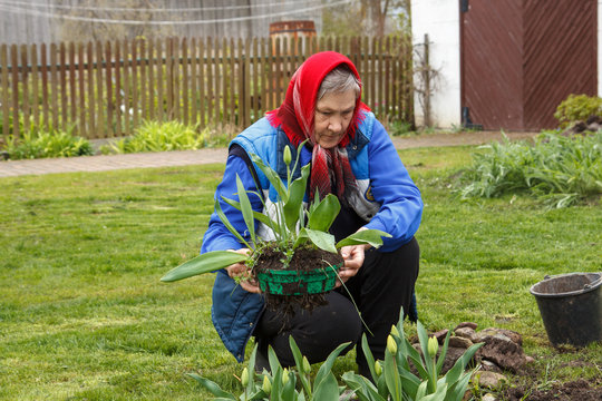 Old Lady Gardening