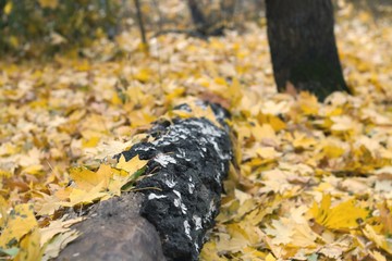 autumn wood. it is a lot of yellow leaves