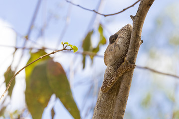 Brown Chameleon reptile in Madagascar