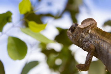 Wild brown Chameleon on a funny position in Madagascar