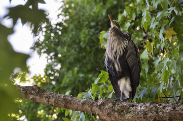 White & Black Shad Heron in Vancouver, Canada