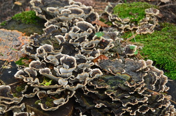 Pilz