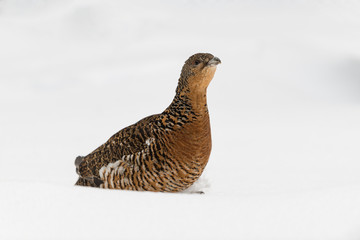 Auerhuhn, Western capercaillie, Tetrao urogallus