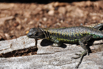 Lizard in Reserva El Cani, near Pucon, Chile