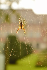 close up of a spider in its web