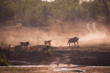 Lions hunting