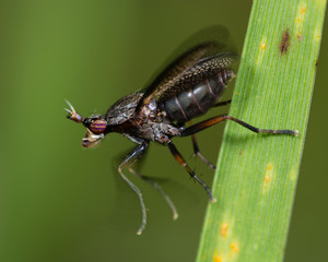 Marsh fly Coremacera marginata at moment of take off. A fly in the family Sciomyzidae with iridescent striped eyes, as it is launching into flight
