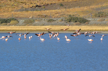 Pink flamencos in Parque Nacional Torres del Paine, Chile