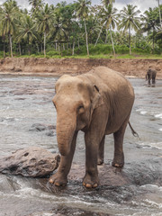 Naklejka premium Elefante nel fiume