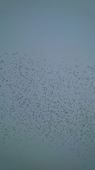 storni nel cielo