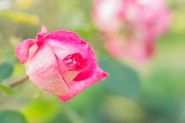 Pink or red rose flower in the garden