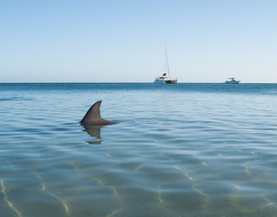 Monkey Mia, Australia, 07/02/2014, Wild dolphins playing around in the shallow waters at the beach