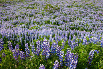 Obraz premium Lupins in Iceland