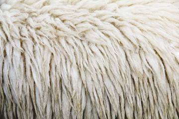 Stock Photo:.Wool sheep closeup for background