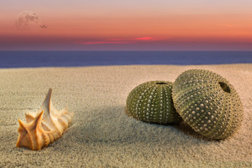 sea urchin and sunset