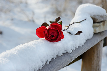 rosa rossa sulla neve