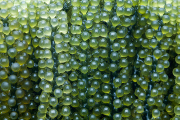 Caulerpa lentillifera , Sea Grapes