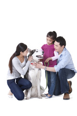 Fototapeta premium Family playing with a Husky dog
