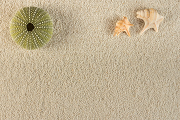 urchin on sand