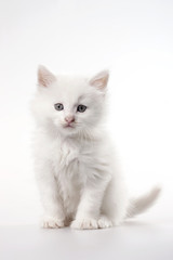 Portrait of white kitten, studio shot