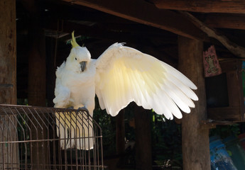 Australian sulphur crested cockatoo spreading its wing