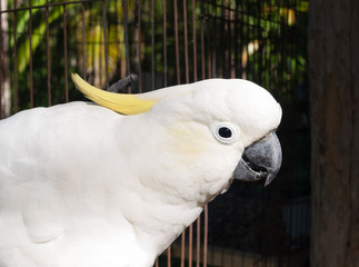 Australian sulphur crested cockatoo