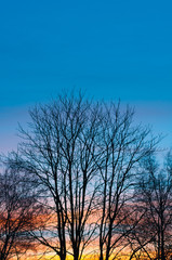 Fototapeta na wymiar Silhouette eines Kastanienbaums vor farbenfrohem Winterhimmel, Jahreszeit Winter, Sonnenuntergang, Dämmerung, plakativ, Textfreiraum