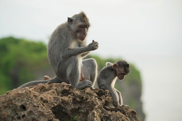 Wild monkey habitat jungle background wildlife