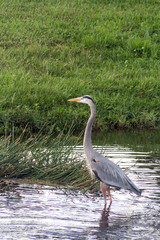 Great Heron bird