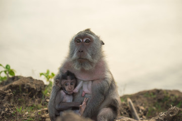 Wild monkey mom baby feeding wildlife campaign