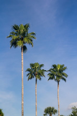 two palmtrees over blue sky