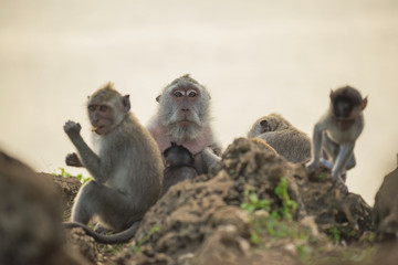 Wild monkey family habitat wildlife conservation