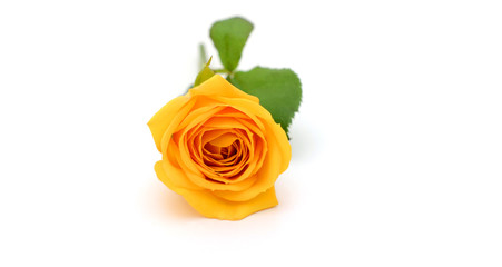 beautiful yellow roses on the white background