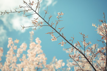 Wild Himalayan Cherry spring blossom