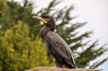 Cormorant bird in Brittany, France