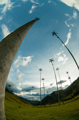 Tall Palm trees on green grass under blue sky with clouds in Cocora Valley