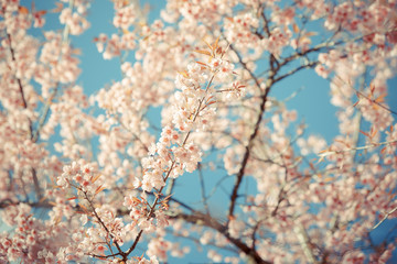 Fototapeta premium Wild Himalayan Cherry spring blossom