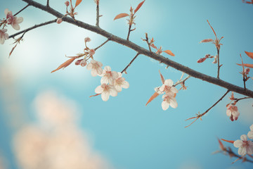 Wild Himalayan Cherry spring blossom