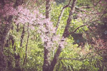 Wild Himalayan Cherry spring blossom
