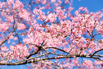 Wild Himalayan Cherry spring blossom