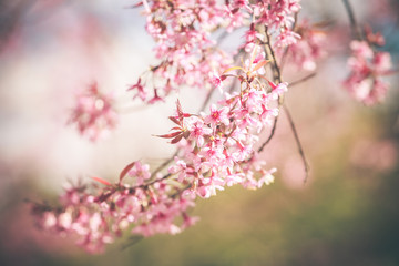 Wild Himalayan Cherry spring blossom