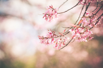 Wild Himalayan Cherry spring blossom
