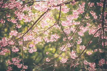 Wild Himalayan Cherry spring blossom