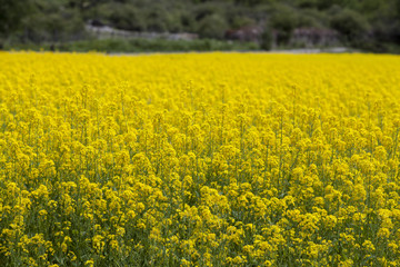 Obraz premium Rape flowers