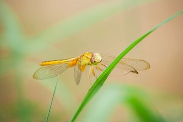 Yellow dragonfly on the grass.