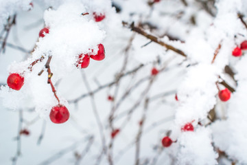 ice on berries winter background