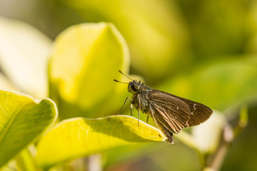 borbo cinnara (Hesperiidae) Butterfly on green leaf