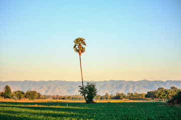 palm tree in agriculture field